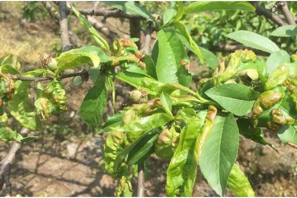 桃树缩叶病的症状,初期叶片显现出卷曲、皱缩状等