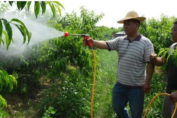 桃树缩叶病的症状,初期叶片显现出卷曲、皱缩状等