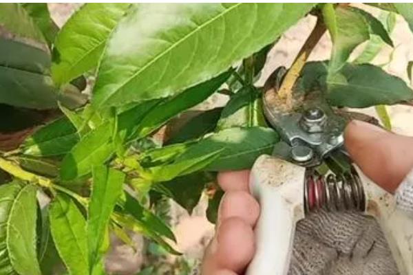 桃树缩叶病的症状,初期叶片显现出卷曲、皱缩状等