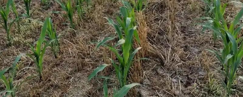 玉米苗黄不长怎么处理，需合理施肥
