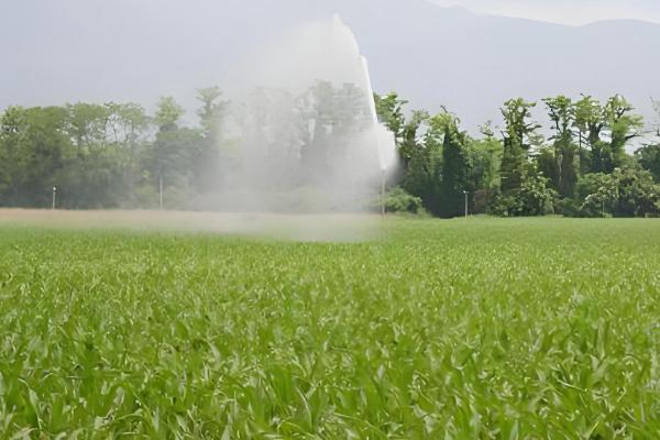 玉米苗黄不长怎么处理，需合理施肥