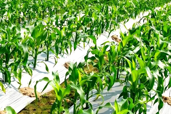 玉米苗黄不长怎么处理，需合理施肥