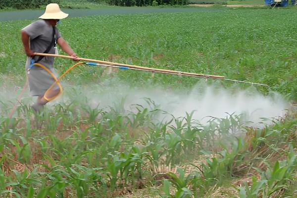 玉米苗黄不长怎么处理，需合理施肥