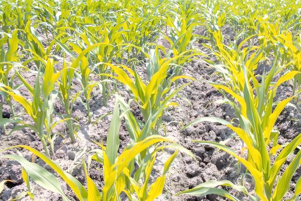玉米苗黄不长怎么处理，需合理施肥