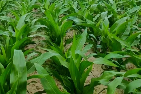 玉米苗黄不长怎么处理，需合理施肥