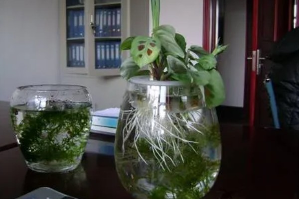 水培植物长绿藻怎么处理，需每隔5-7天更换一次培养水