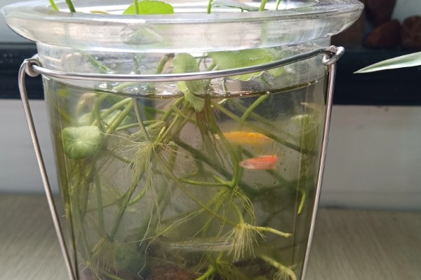 水培植物长绿藻怎么处理，需每隔5-7天更换一次培养水