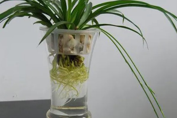 水培植物长绿藻怎么处理，需每隔5-7天更换一次培养水