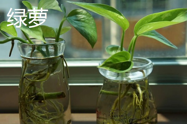 水培植物长绿藻怎么处理，需每隔5-7天更换一次培养水