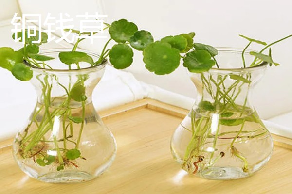 水培植物长绿藻怎么处理，需每隔5-7天更换一次培养水