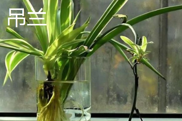 水培植物长绿藻怎么处理，需每隔5-7天更换一次培养水