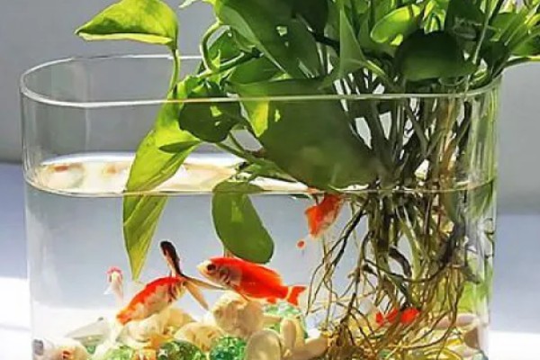 水培植物长绿藻怎么处理，需每隔5-7天更换一次培养水