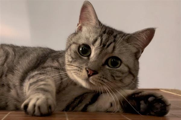 猫咪要驱虫的原因，寄生虫会污染家居环境