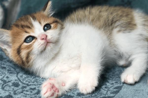 猫咪要驱虫的原因，寄生虫会污染家居环境