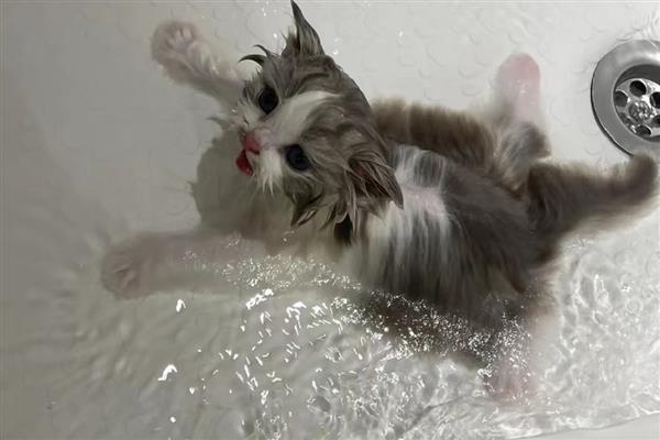 猫咪要驱虫的原因，寄生虫会污染家居环境