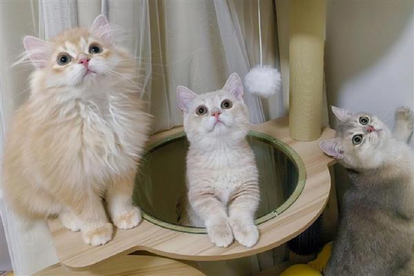 猫咪要驱虫的原因，寄生虫会污染家居环境