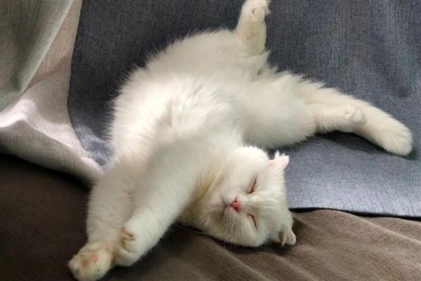 猫咪要驱虫的原因，寄生虫会污染家居环境
