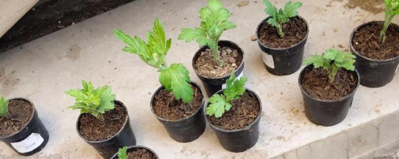 秋天能不能扦插菊花，此时扦插容易发生冻害