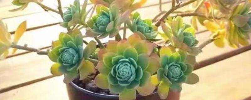 多肉酥皮鸭的修剪方法，幼苗期可以进行打顶摘心修剪