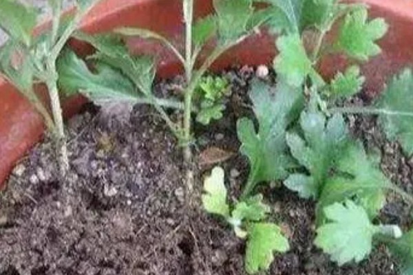 秋天能不能扦插菊花，此时扦插容易发生冻害