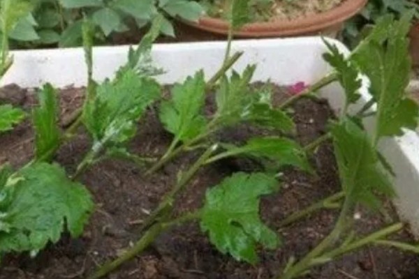 秋天能不能扦插菊花，此时扦插容易发生冻害