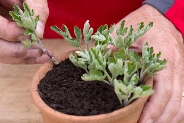 秋天能不能扦插菊花，此时扦插容易发生冻害