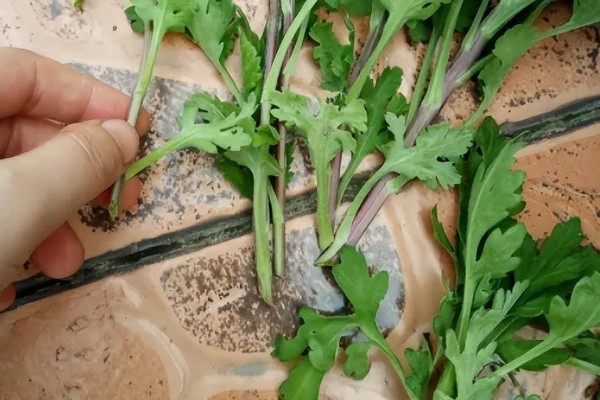 秋天能不能扦插菊花，此时扦插容易发生冻害