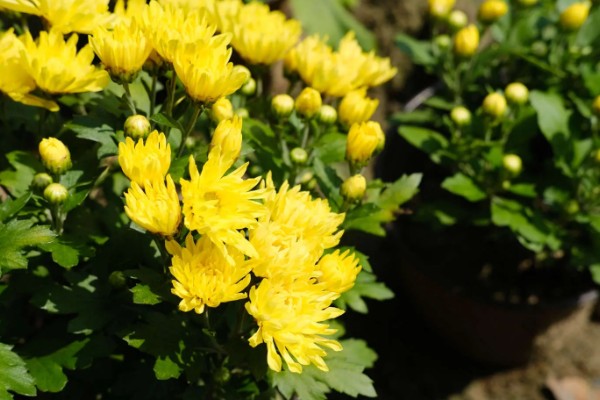 秋天能不能扦插菊花，此时扦插容易发生冻害