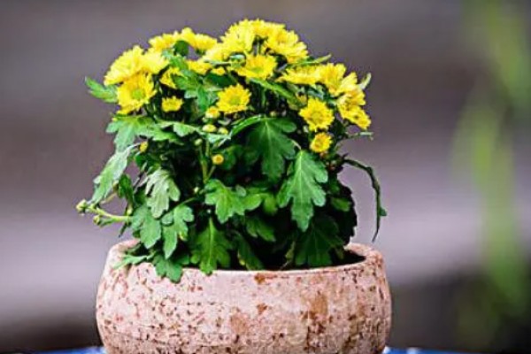 秋天能不能扦插菊花，此时扦插容易发生冻害