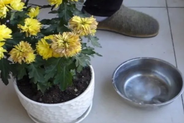 秋天能不能扦插菊花，此时扦插容易发生冻害