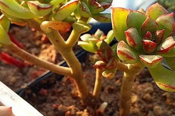 多肉酥皮鸭的修剪方法,幼苗期可以进行打顶摘心修剪