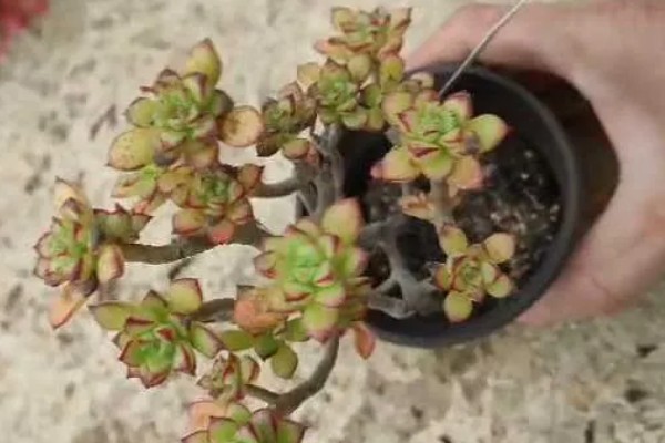 多肉酥皮鸭的修剪方法,幼苗期可以进行打顶摘心修剪