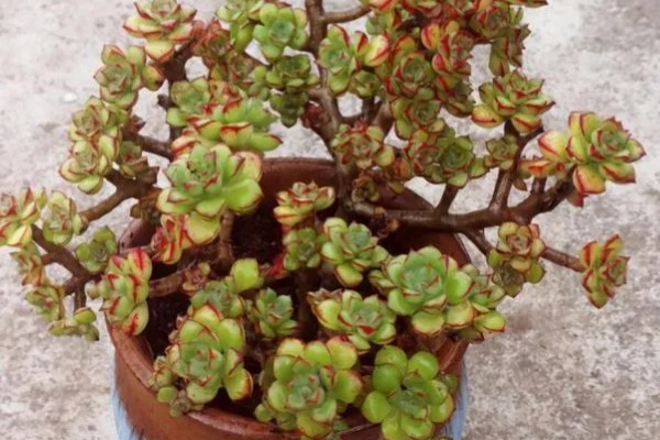 多肉酥皮鸭的修剪方法,幼苗期可以进行打顶摘心修剪