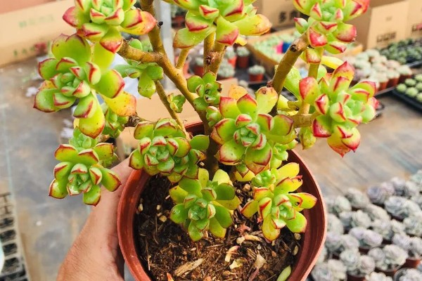 多肉酥皮鸭的修剪方法,幼苗期可以进行打顶摘心修剪