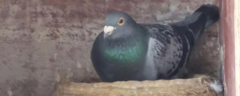 鸽子冬天下蛋能不能在室外孵化，只要产蛋就会抱窝孵化