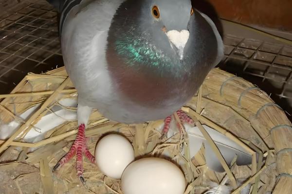 鸽子冬天下蛋能不能在室外孵化，只要产蛋就会抱窝孵化