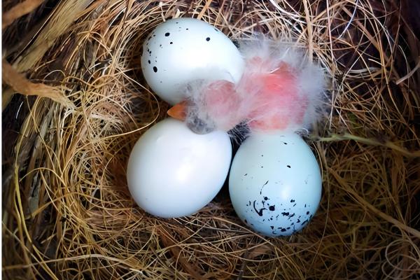 鸽子冬天下蛋能不能在室外孵化，只要产蛋就会抱窝孵化