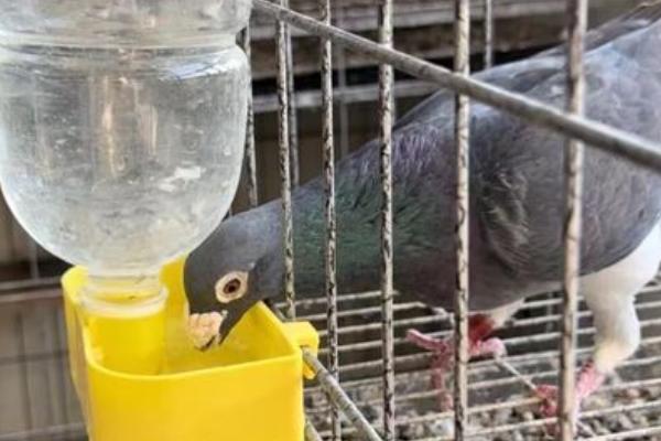 鸽子冬天下蛋能不能在室外孵化，只要产蛋就会抱窝孵化