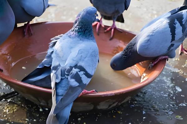 鸽子冬天下蛋能不能在室外孵化，只要产蛋就会抱窝孵化