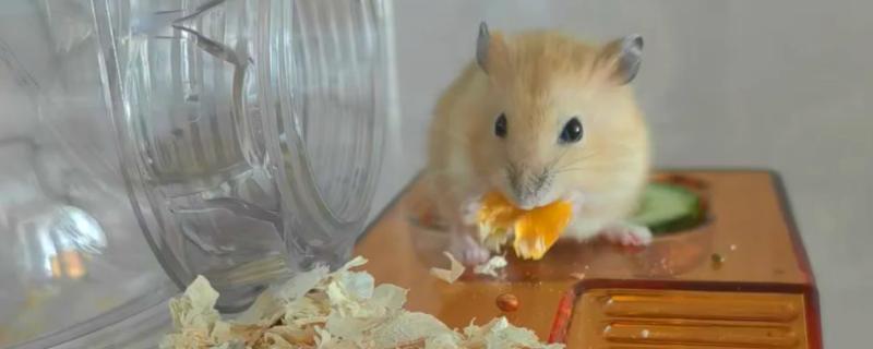 布丁仓鼠变黑是几岁，不管几岁都有可能发生