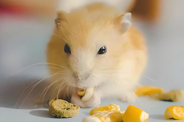 布丁仓鼠变黑是几岁，不管几岁都有可能发生