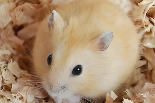 布丁仓鼠变黑是几岁，不管几岁都有可能发生