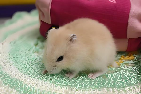 布丁仓鼠变黑是几岁，不管几岁都有可能发生