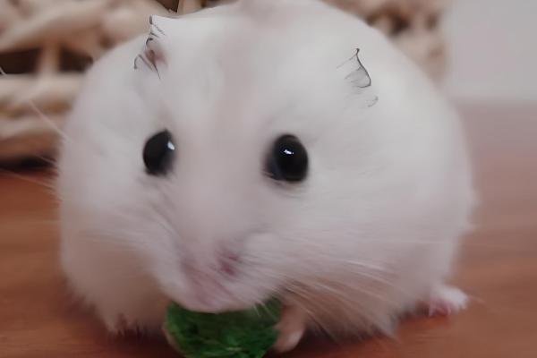 布丁仓鼠变黑是几岁，不管几岁都有可能发生