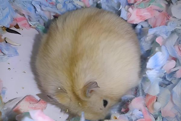 布丁仓鼠变黑是几岁，不管几岁都有可能发生