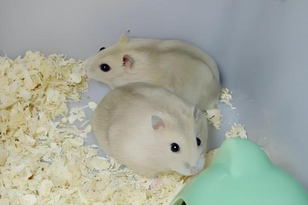 布丁仓鼠变黑是几岁，不管几岁都有可能发生