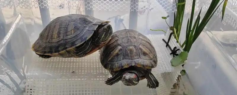 乌龟需要水养吗，是需要水养的