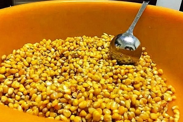玉米发酵做窝料的方法，慢煮放凉后拌上曲酒和蜂蜜再密封发酵