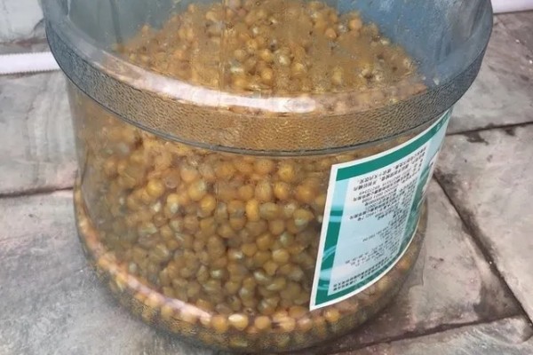 玉米发酵做窝料的方法，慢煮放凉后拌上曲酒和蜂蜜再密封发酵