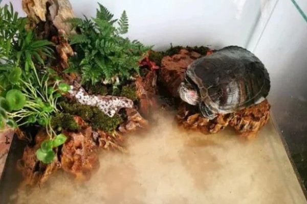 乌龟需要水养吗，是需要水养的